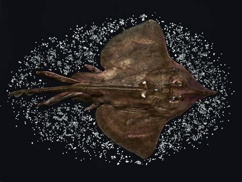 what is a skate fish|Skate Fish — Positively Groundfish.